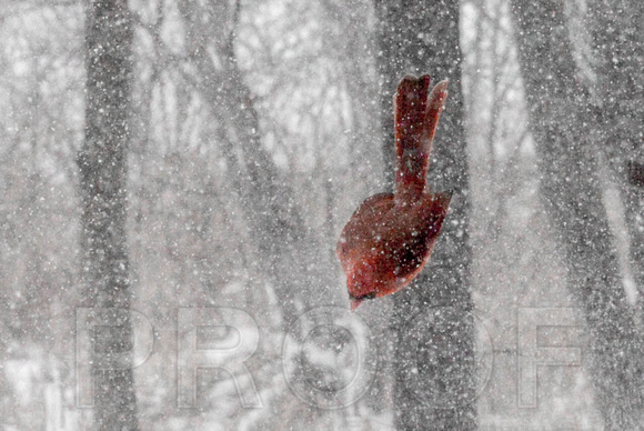 Cardinal Snow Fall