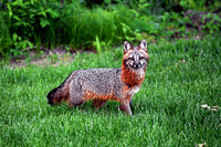 Gray Fox Close Up
