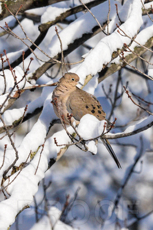 Mourning Dove Snowfall