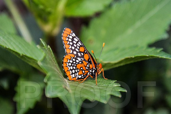 Baltimore Checkerspot Butterfly