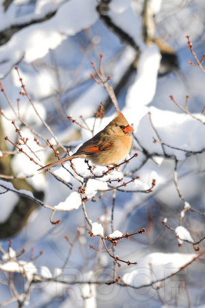 Female Cardinal Snowfall