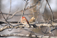 Monogomy - Male and Female House Finch