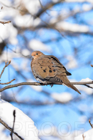 Perched Mourning Dove in Snow