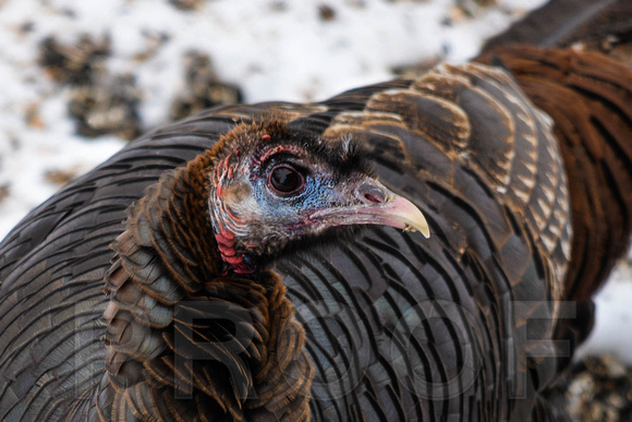 Winter Turkey
