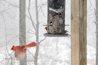 Snowfall Cardinals
