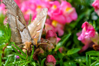 Polyphemus Moth Close Up