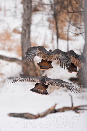 Flying Turkeys