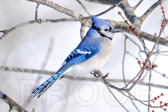 Perched Blue Jay