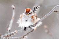 Fluffed Sparrow